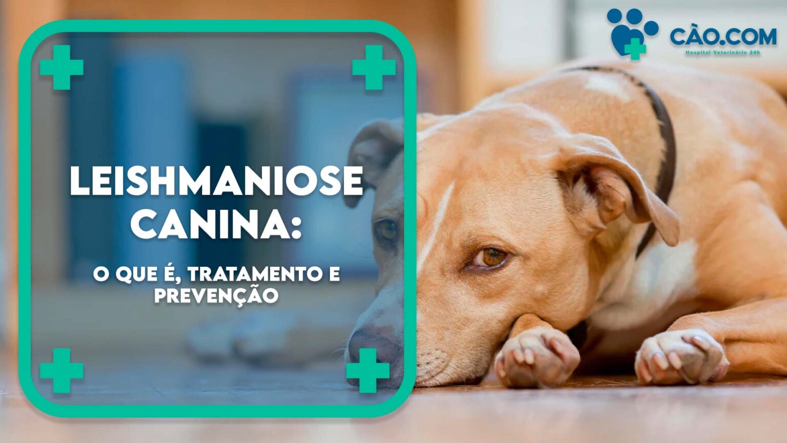 Leishmaniose Canina O Que Tratamento E Preven O C O