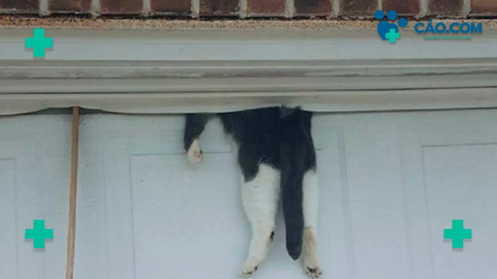 7 ou 9? Quantas Vidas tem um Gato?