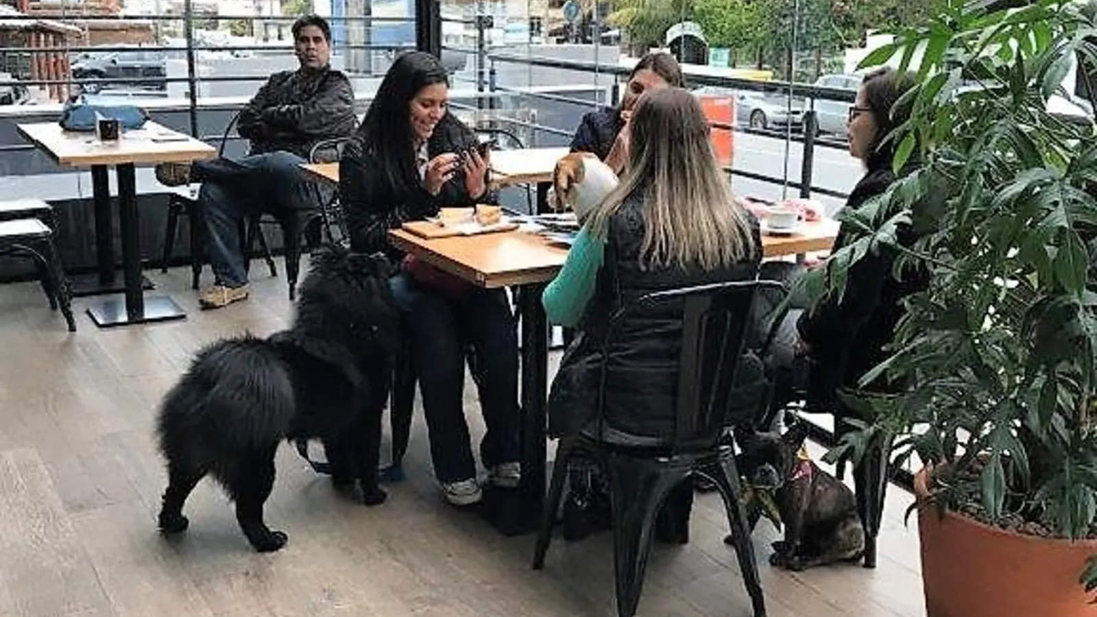 Pet Places conquistam cada vez mais espaços em Florianópolis