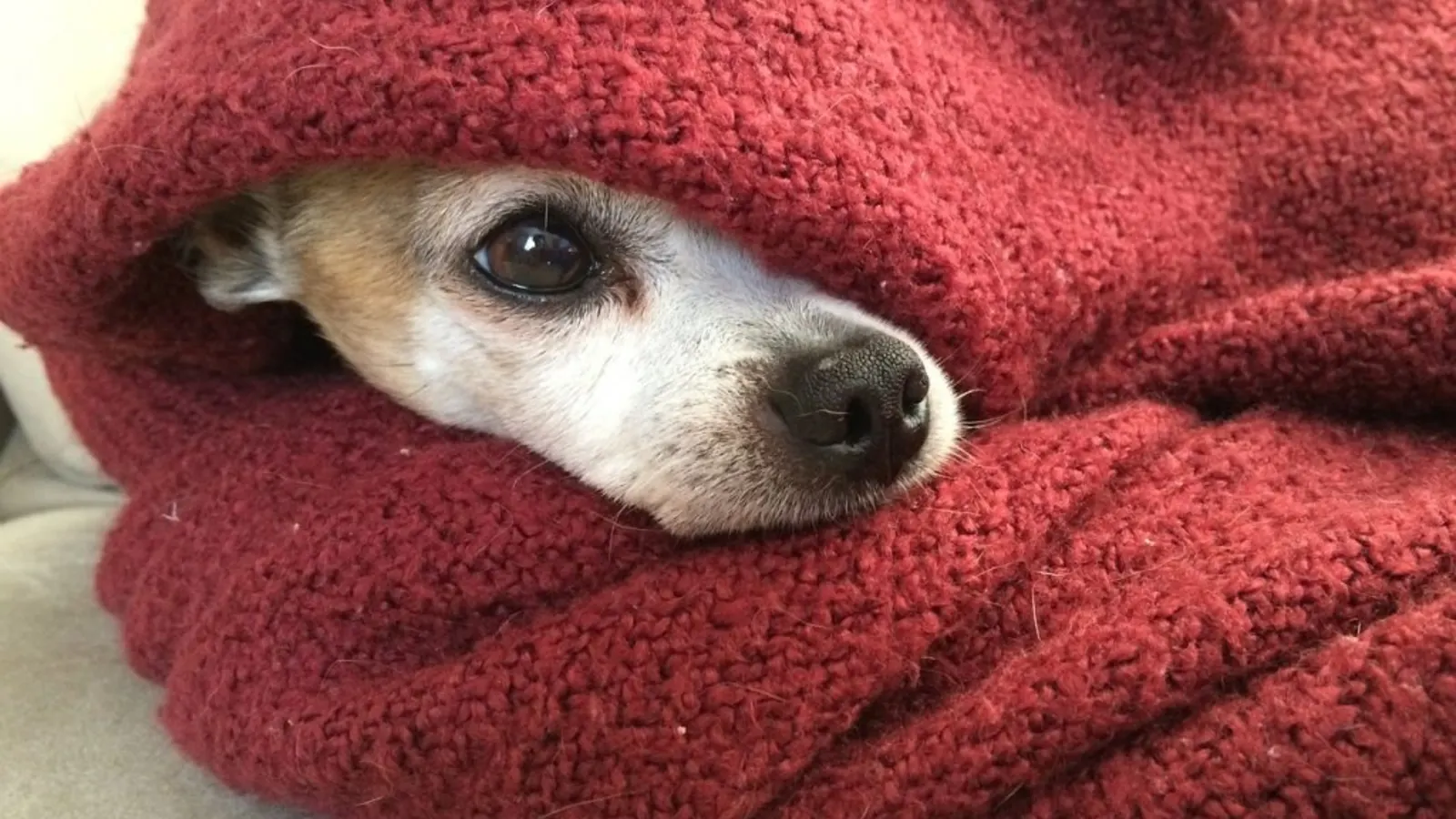 Cão pega gripe?