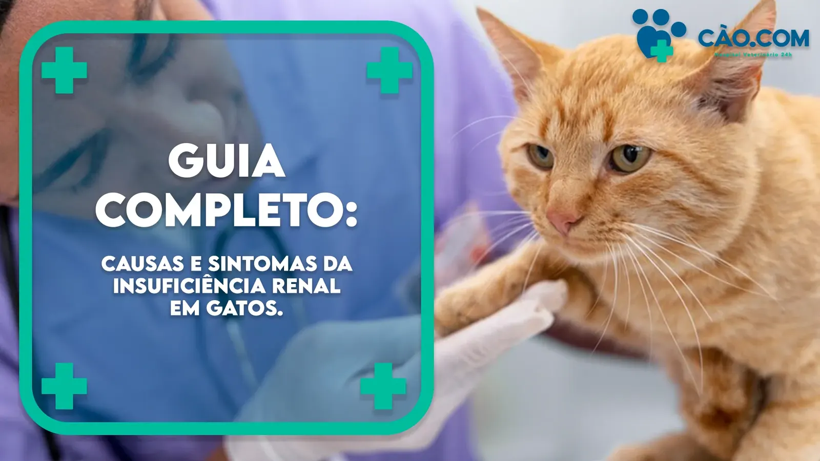 Causas e Sintomas da Insuficiência Renal em Gatos: Um Guia Completo