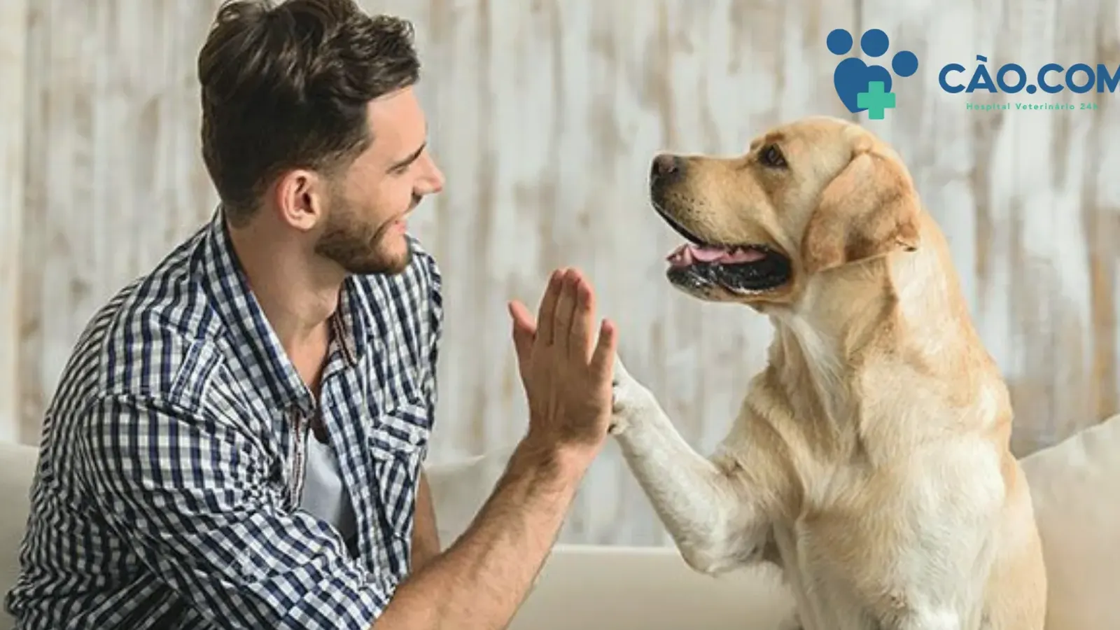 Check-up Veterinário: Com que frequência seu cão deve ir ao veterinário?