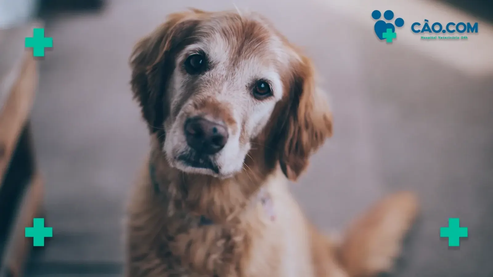 Como cuidar de um Cão Velhinho?