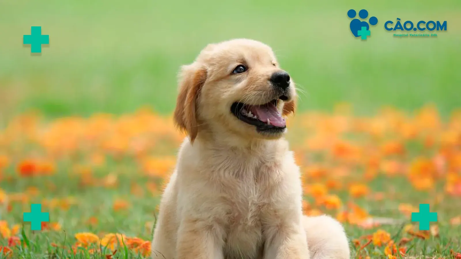 Como Identificar e Tratar Doenças Respiratórias em Pets