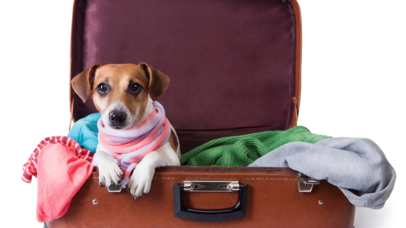 Como levar seus Animais de Estimação em uma Viagem Internacional?
