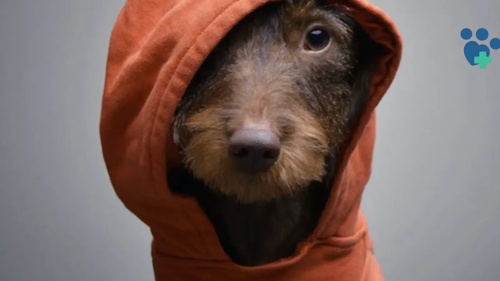 Cuidado com Cães no Inverno em Florianópolis: frio, umidade e saúde