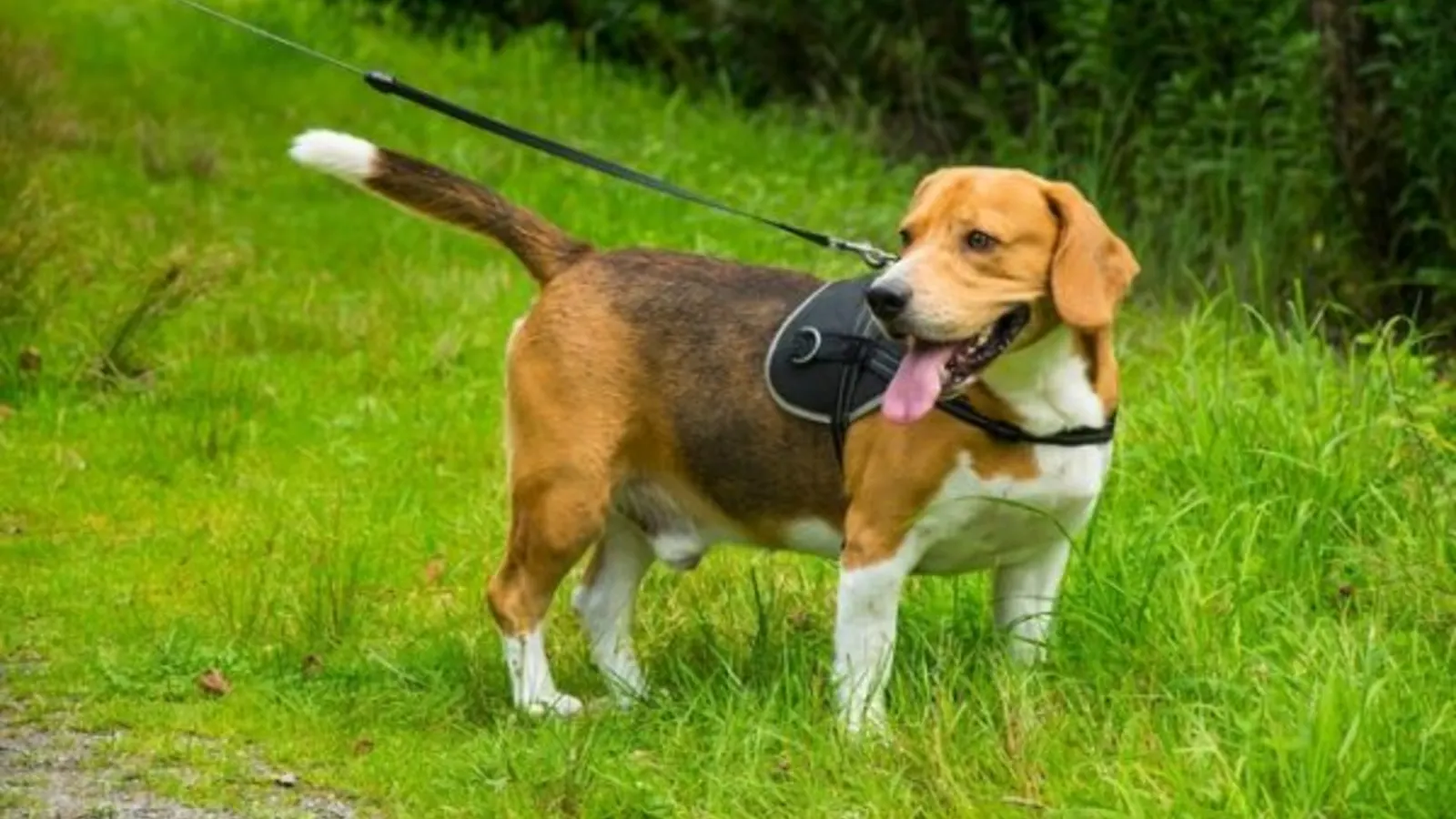 Cuidados com os cães no verão