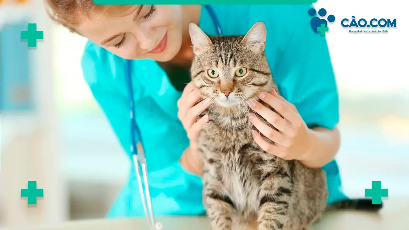 Diabetes em Cães e Gatos, tudo que você precisa saber