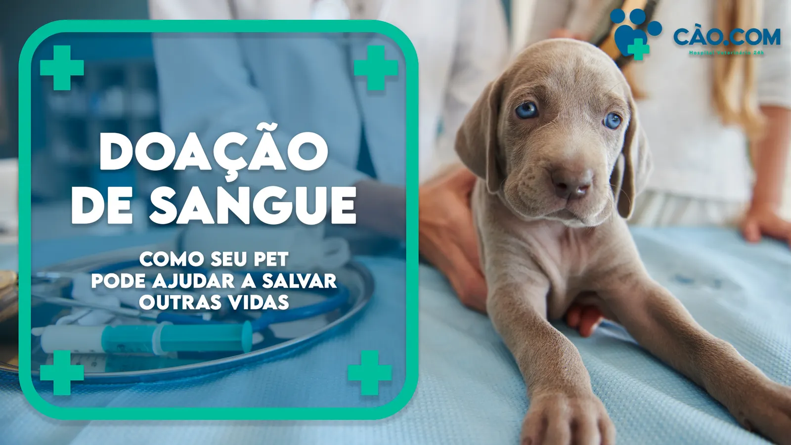Doação de Sangue Animal: seu Pet pode ajudar a salvar vidas