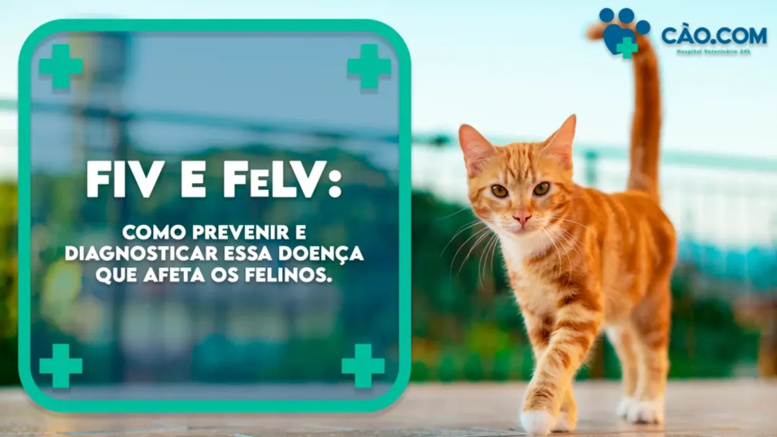 FIV e FeLV em Felinos: Importância da Prevenção e Diagnóstico Precoce