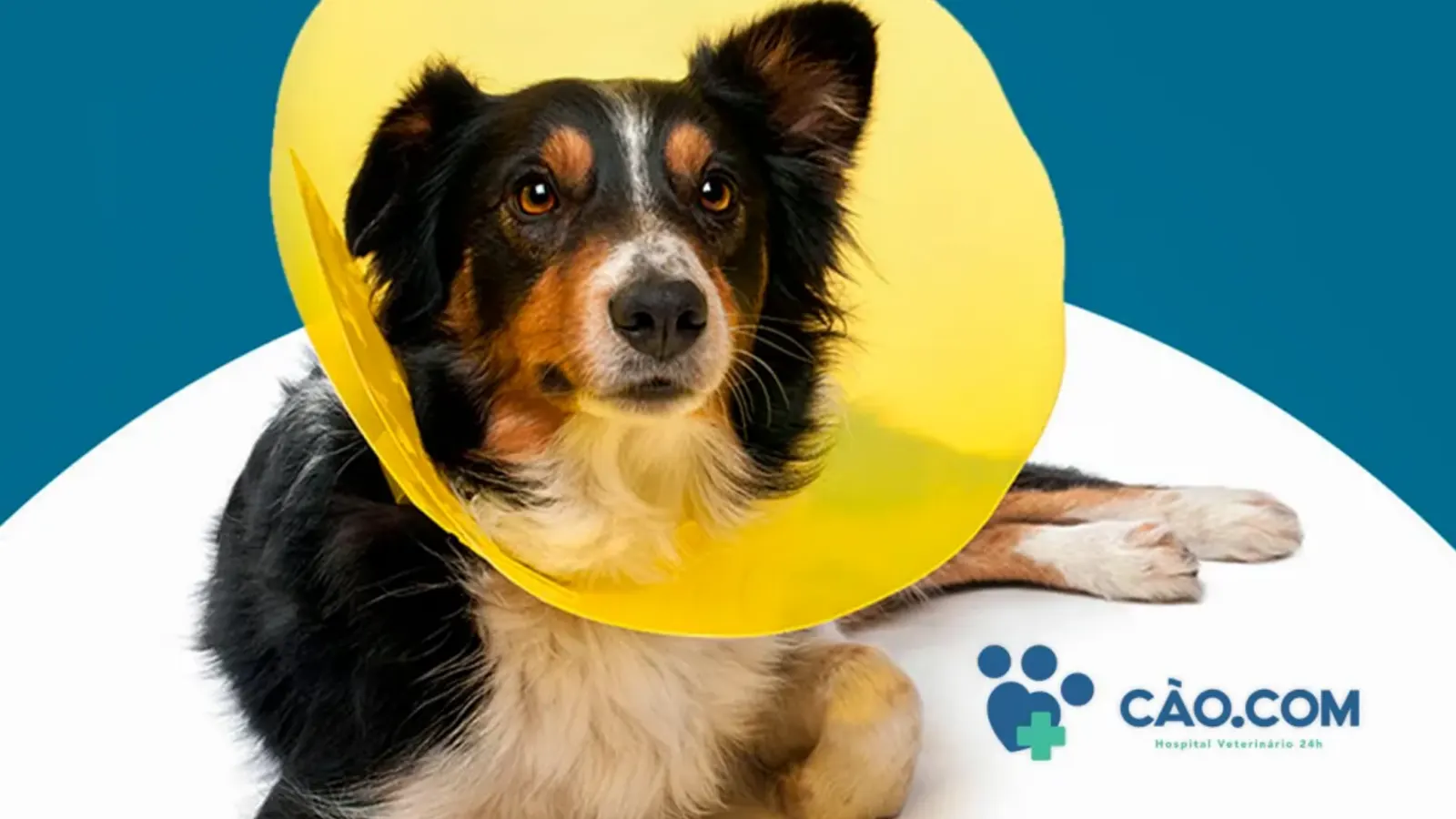 Novembro Azul Pet e a Importância da Castração Canina