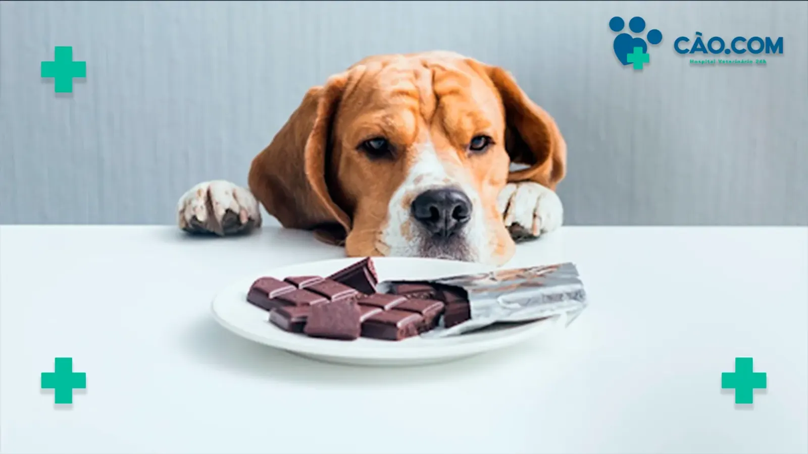 O perigo dos chocolates para os Pets