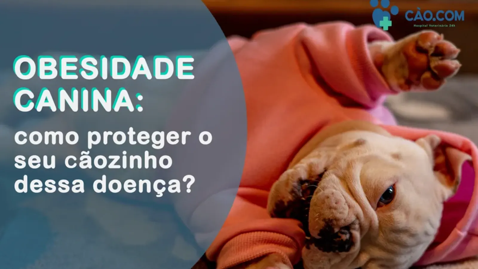 Obesidade Canina: Como proteger seu cãozinho dessa doença?
