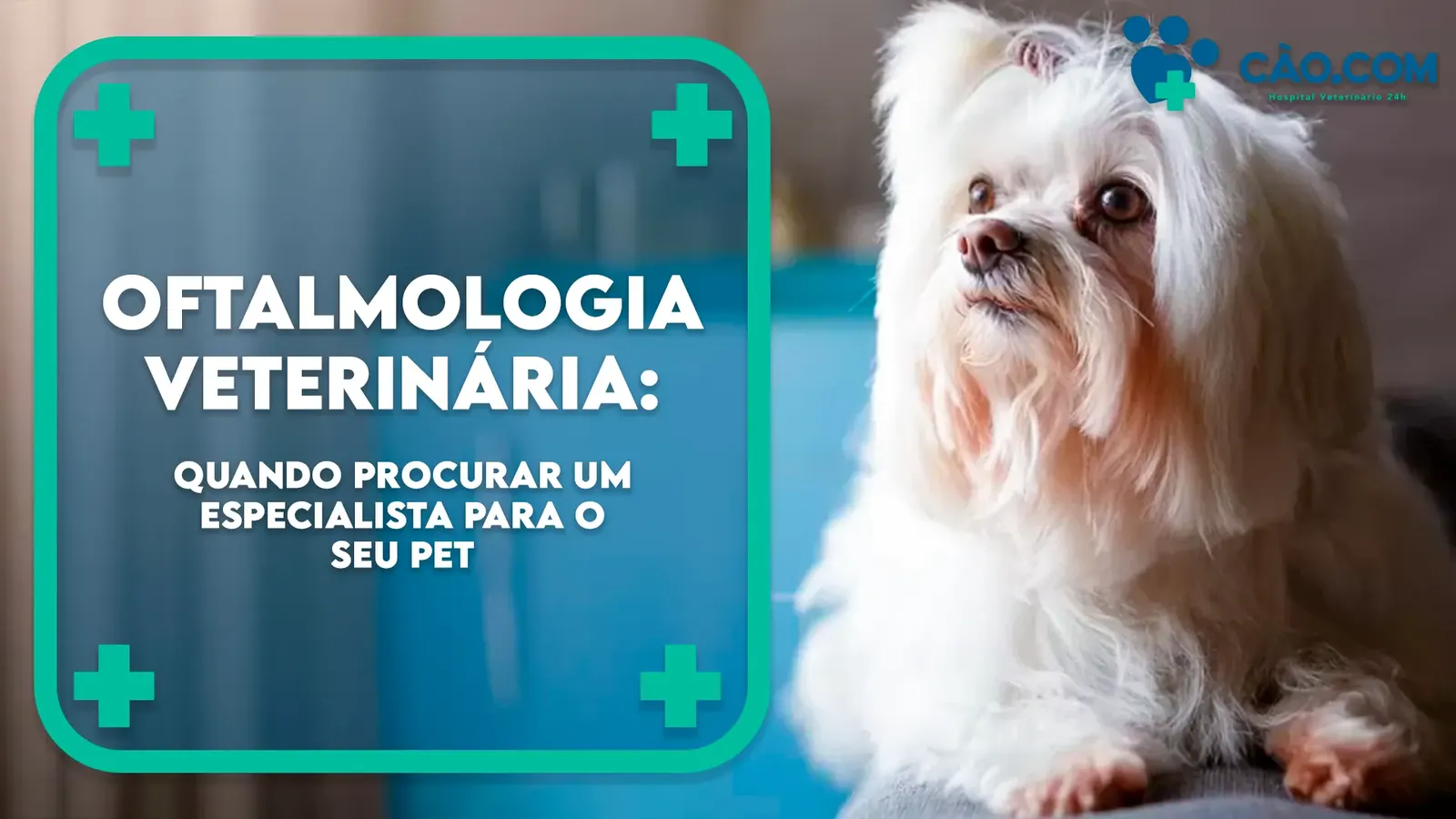 Oftalmologia Veterinária: Quando procurar um especialista para o seu pet