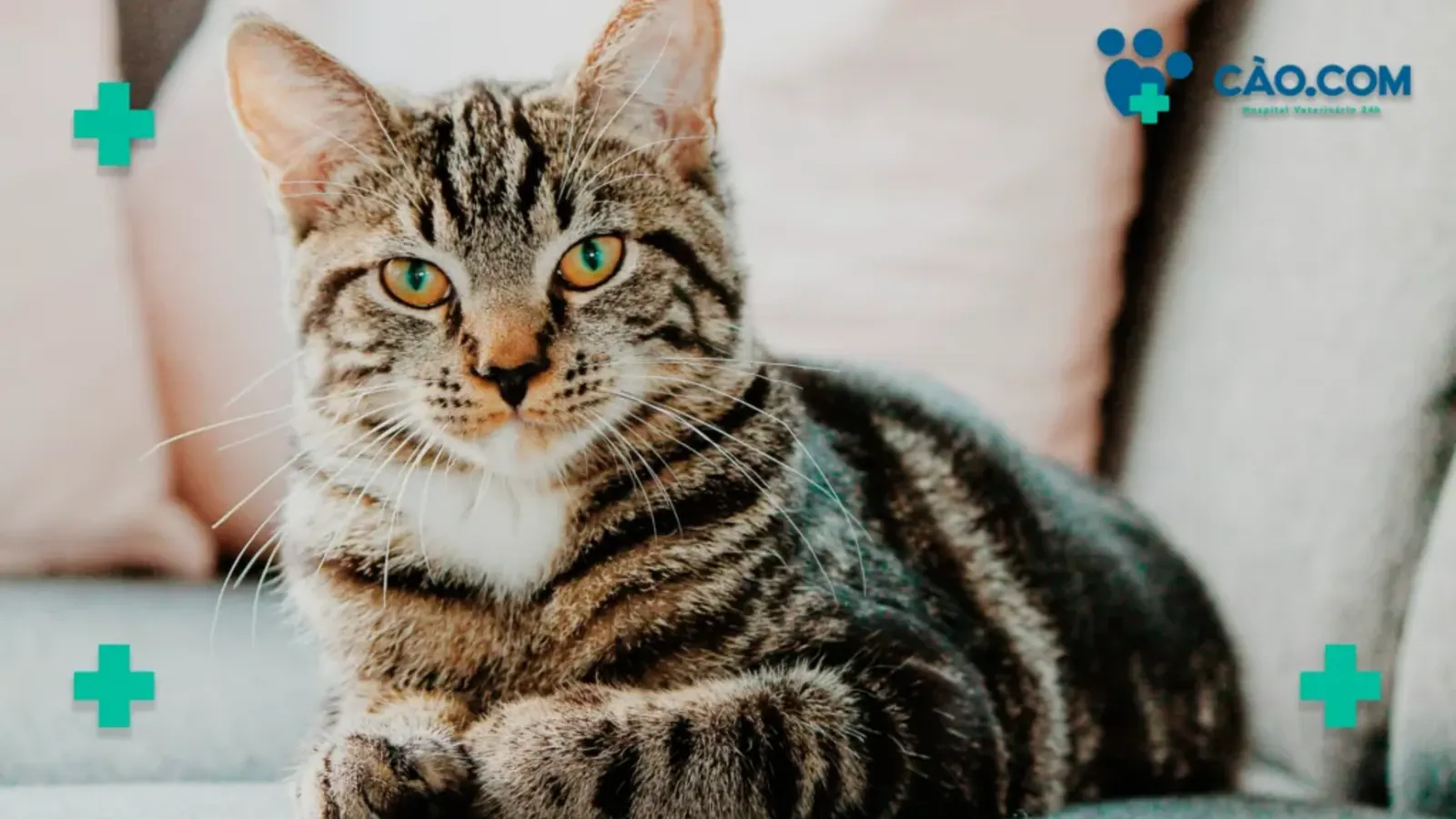 Plano de Saúde Veterinário -Benefícios para seu Pet