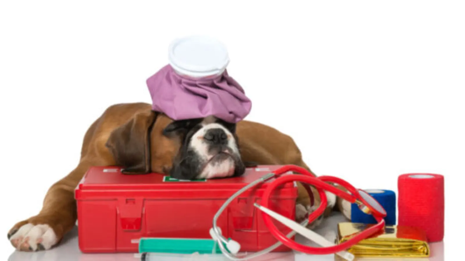 Primeiros socorros nos pets: saiba como agir