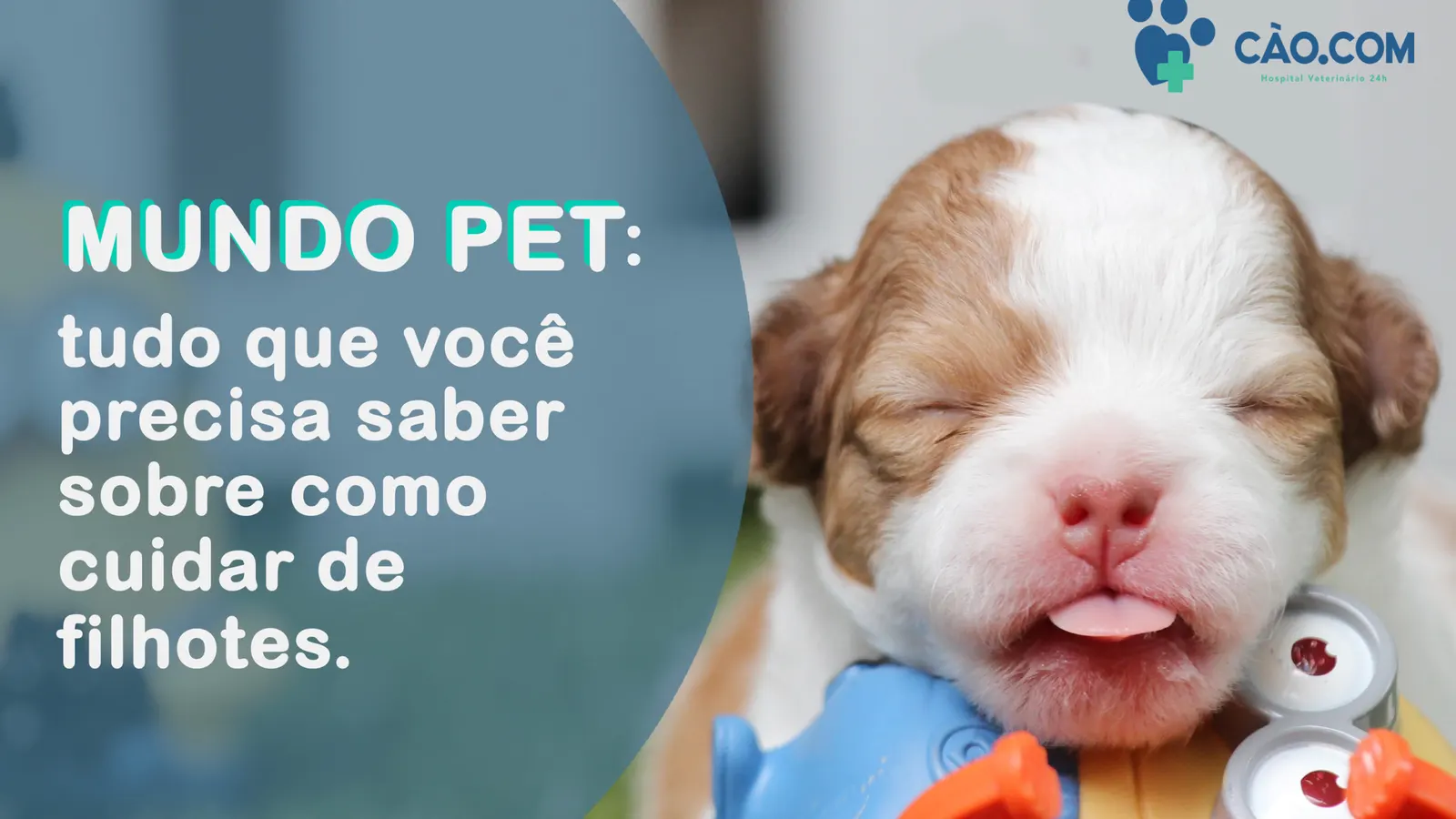 Mundo Pet: Tudo que você precisa saber sobre como Cuidar de Filhotes