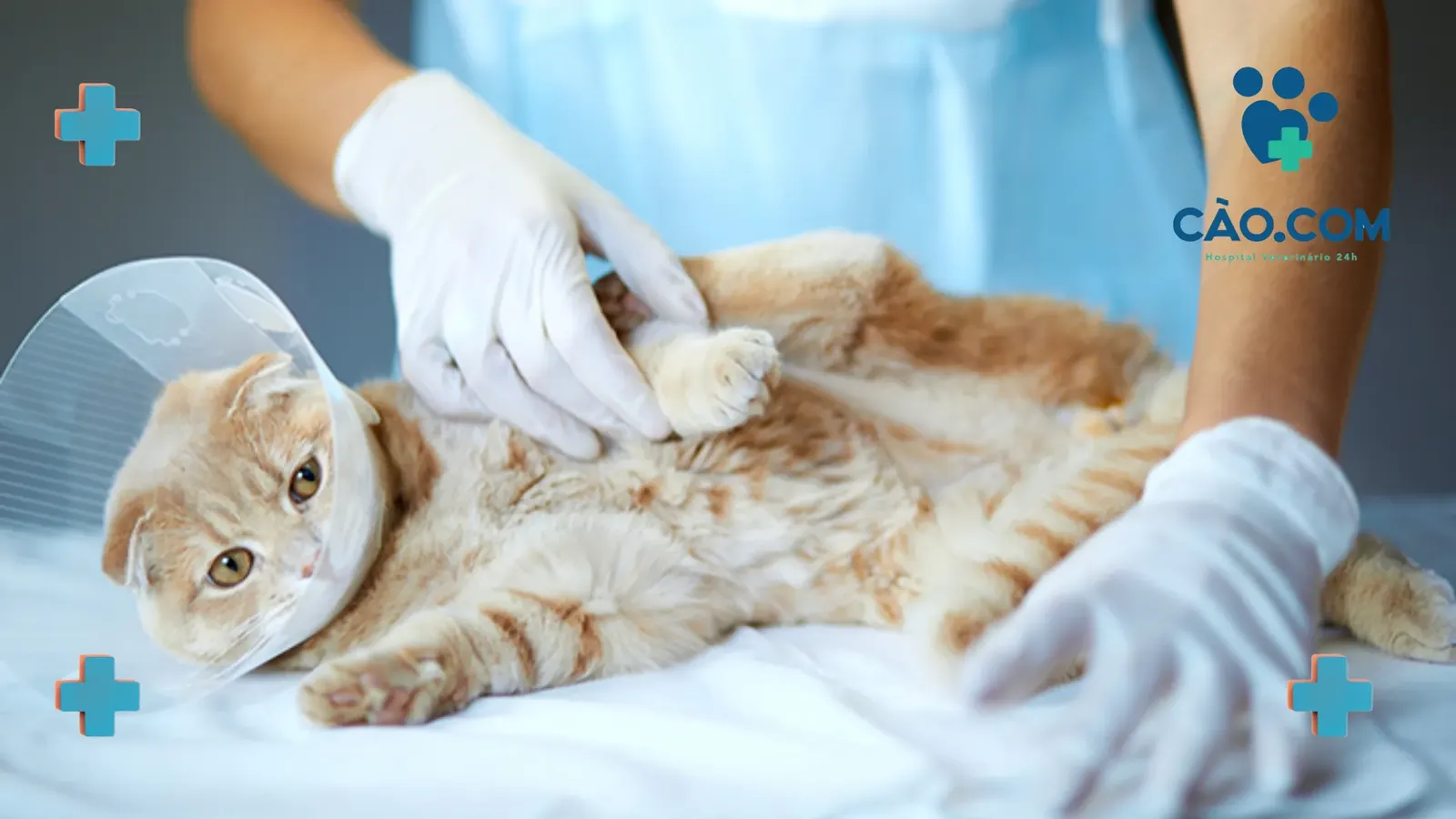 Saúde reprodutiva animal: o que seu pet não te conta sobre o câncer de mama