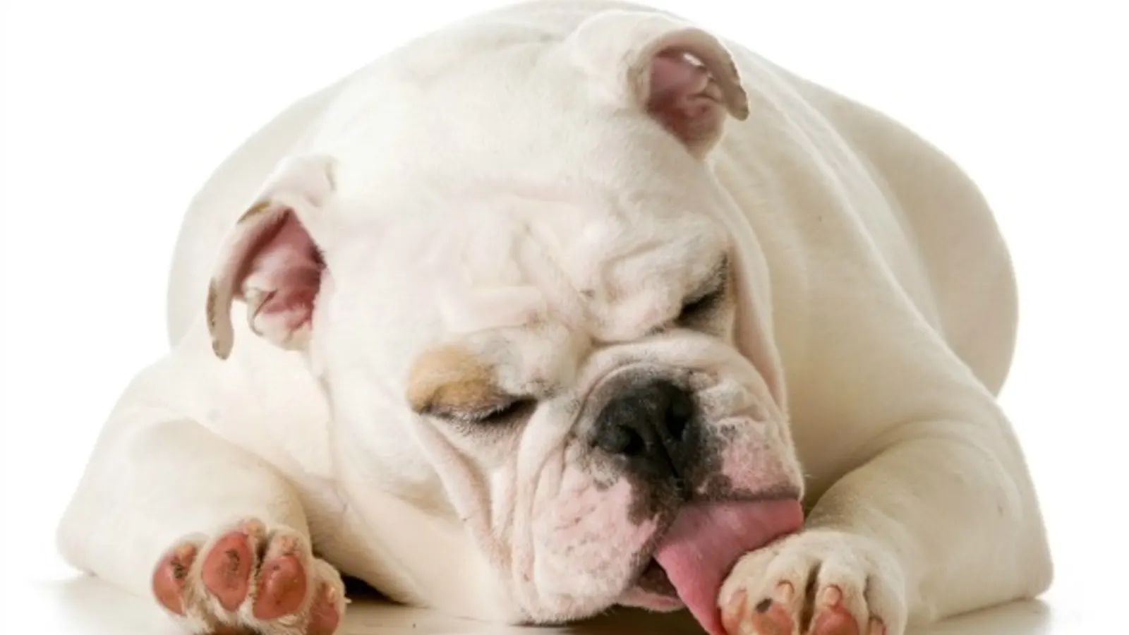 Seu cão é alérgico? Conheça os novos testes diagnósticos da Cão.Com