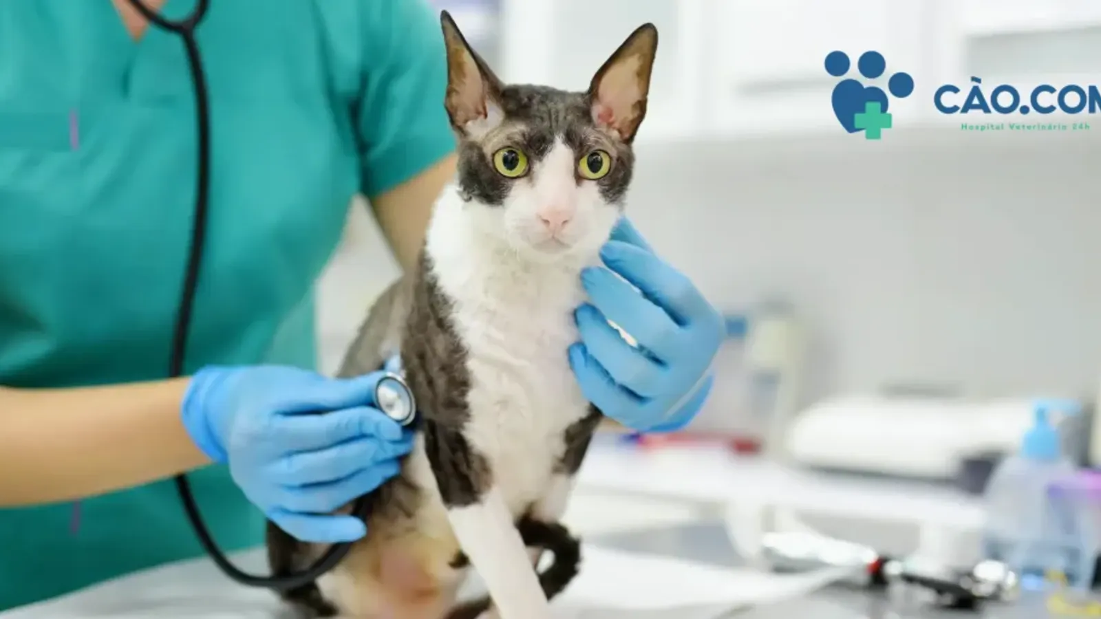 Câncer em Animais: Como Tratamentos Oncológicos Podem Ajudar seu Pet