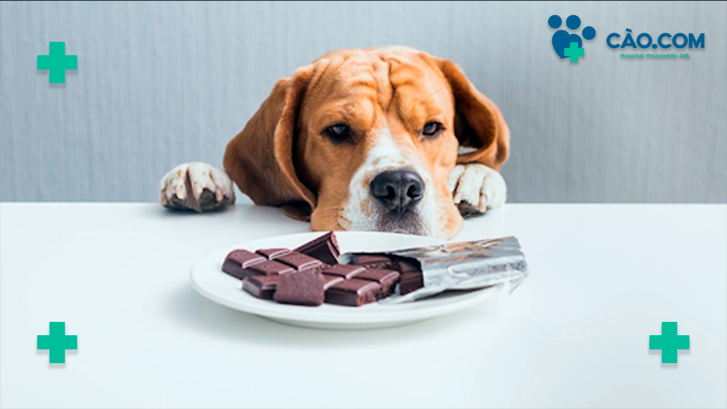 PETS PODEM COMER CHOCOLATE