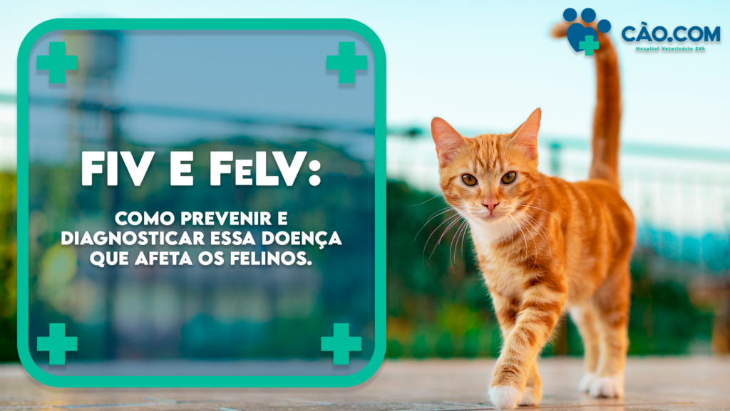 fiv-felv-felinos-hospital-veterinário-florianopolis