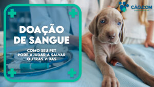 doação-de-sangue-animai