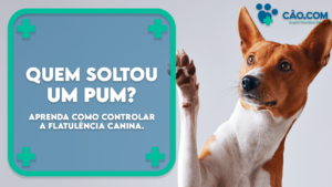 como-controlar-flatulência-canina