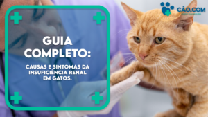 causas-sintomas-insuficiencia-renal-gatos