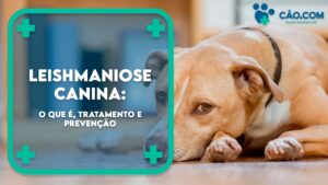 leishmaniose-canina