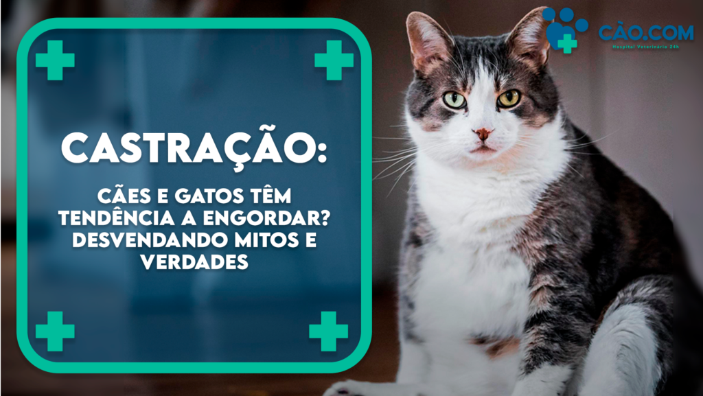 hospital veterianário cão.com em florianopolis