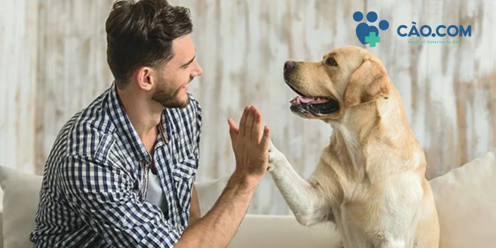 Clinica hospital veterinario em florianopolis