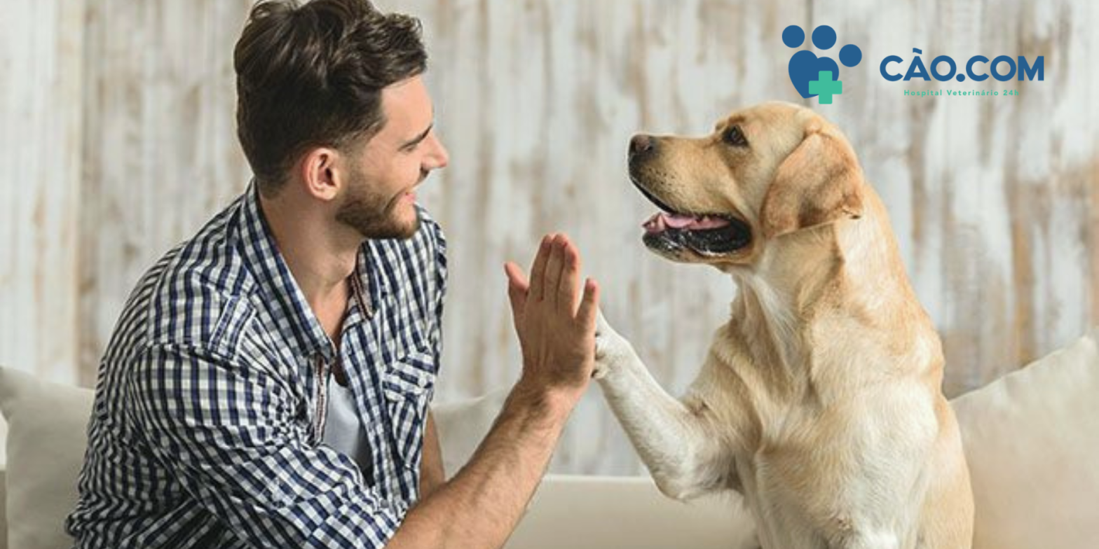 clinica hospital veterinario em florianopolis
